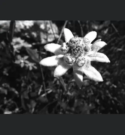 L'edelweiss * Villard-sur-Doron